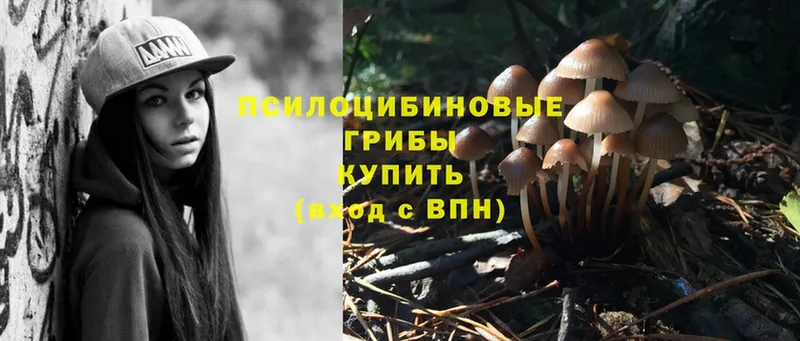 сколько стоит  ссылка на мегу   Псилоцибиновые грибы Psilocybe  Рославль 