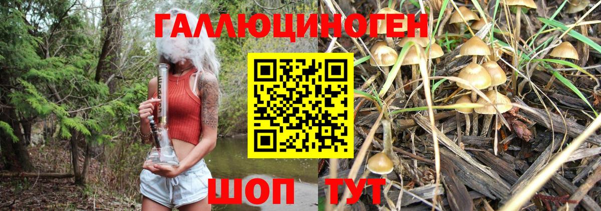 Галлюциногенные грибы Psilocybine cubensis Рославль